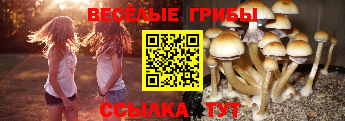 как найти наркотики  Галлюциногенные грибы прущие грибы  Вход с VPN  Гагарин 